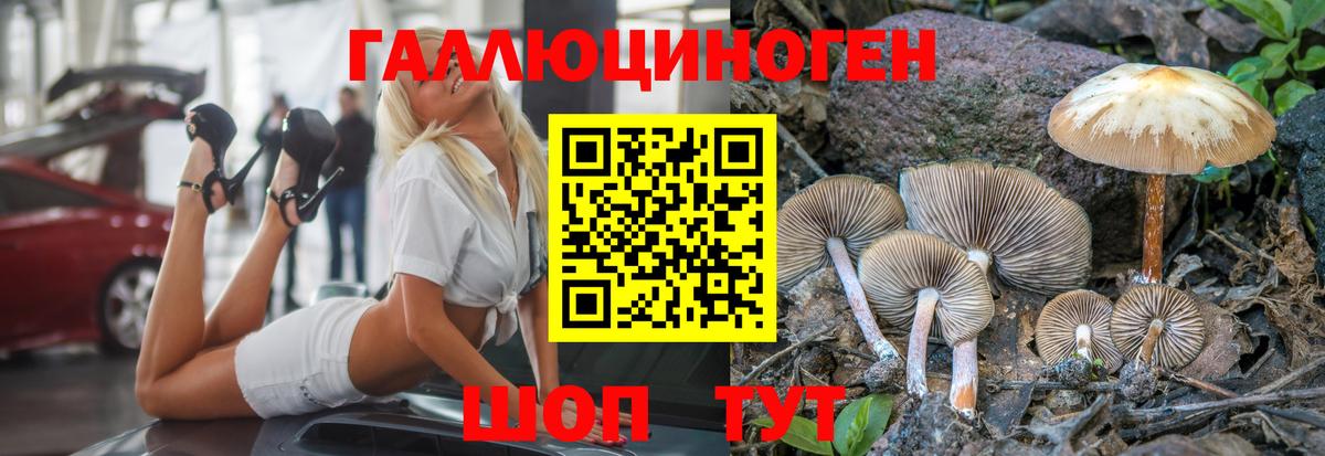 Галлюциногенные грибы Psilocybe Прокопьевск